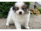 Pomeranian Puppy for sale in Evansville, IN, USA