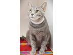 Adopt Mother Goose a Domestic Short Hair