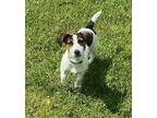 Adopt Jill-in Foster Home a Jack Russell Terrier, Dachshund