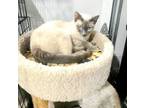 Adopt Ayesha * IN FOSTER * a Siamese
