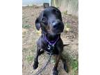 Adopt Missy May a Labrador Retriever, Pit Bull Terrier