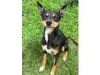 Adopt Rosie a Terrier, Mixed Breed