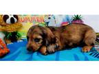 Mutt Puppy for sale in Springfield, MO, USA