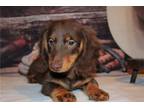 Mutt Puppy for sale in Springfield, MO, USA