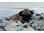 Pug Puppy for sale in Fayetteville, AR, USA