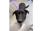 Adopt Kaia a Labrador Retriever, Shepherd