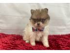 Pomeranian Puppy for sale in Springfield, MO, USA