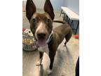 Adopt Nyx (HW-) a Pit Bull Terrier, Mixed Breed