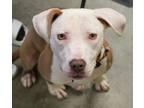 Adopt Chisca a Pit Bull Terrier, Mixed Breed