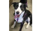 Adopt Yadi(Bonded with Kira)~ SPONSORED! a Border Collie, Mixed Breed