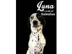 Adopt Luna a Pointer
