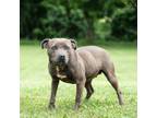 Adopt Lilith a Pit Bull Terrier