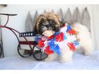 Shih Tzu Puppy for sale in Richmond, IN, USA