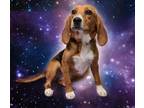 Adopt Opal a Beagle