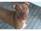 Adopt Pumpkin Spice a Pit Bull Terrier, Mixed Breed