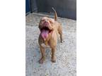 Adopt Reign(Underdog) a Pit Bull Terrier, Mixed Breed