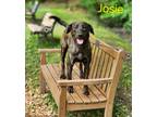 Adopt Josie a Terrier