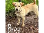 Adopt Bree a Terrier, Mixed Breed