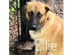 Adopt Ellie a Shepherd, Mixed Breed