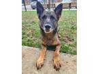 Adopt Raina a German Shepherd Dog