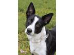 Adopt Rey a Border Collie, Mixed Breed