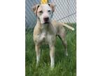 Adopt Hera Syndulla a Pit Bull Terrier, Mixed Breed