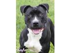 Adopt Aayla Secura a Pit Bull Terrier, Mixed Breed