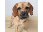 Adopt Phoebe D16406 a Dachshund, Terrier