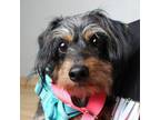 Adopt Maizey D16433 a Dachshund, Yorkshire Terrier