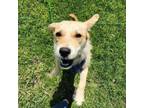 Adopt Lilly D16016 a Shepherd, Terrier