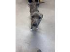 Adopt Bella Boo 30217 a Pit Bull Terrier