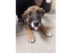 Adopt Wendy 30238 a Labrador Retriever, Saint Bernard