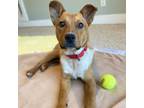 Adopt Tangerine a Cattle Dog, Mixed Breed