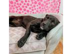 Adopt Phoebe a Pit Bull Terrier, Mixed Breed