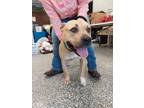 Adopt Lilith a Pit Bull Terrier, Mixed Breed