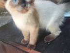 Seal Point Siamese Kitten Male