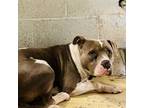 Adopt Lady a American Staffordshire Terrier