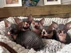 Naked Felis Litter 3 Males And 2 Females Available