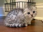 Adorable Scotish Fold Kitten