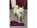 Adopt Blanca a Siberian Husky, Mixed Breed