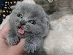 SCOTTISH FOLD Kittens Boys And Girls