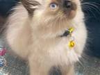 Ellie's Spring Long Haired Kitten