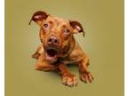 Adopt Chicroy a Mixed Breed