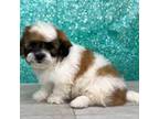 Bambi The shihtzu