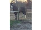Gaited Trail Horse - Spotted Saddle Horse Gelding