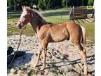 2024 McRocky - Foundation bred McCurdy x Foundation Certifide RMH colt