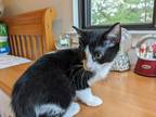 Adopt Guadalupe a Domestic Short Hair