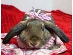 Adopt Candy a Lop Eared