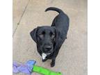 Adopt Molly a Black Labrador Retriever