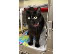 Adopt Middle AKA Mittie a Domestic Medium Hair, Domestic Short Hair